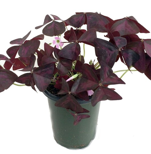 Hirt's Gardens; Rare Purple Rain Shamrock Plant - Oxalis Francis - Houseplant - 4" Pot; Category:Plant; Image:1